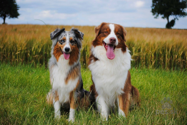 11 Active Facts about Australian Shepherd