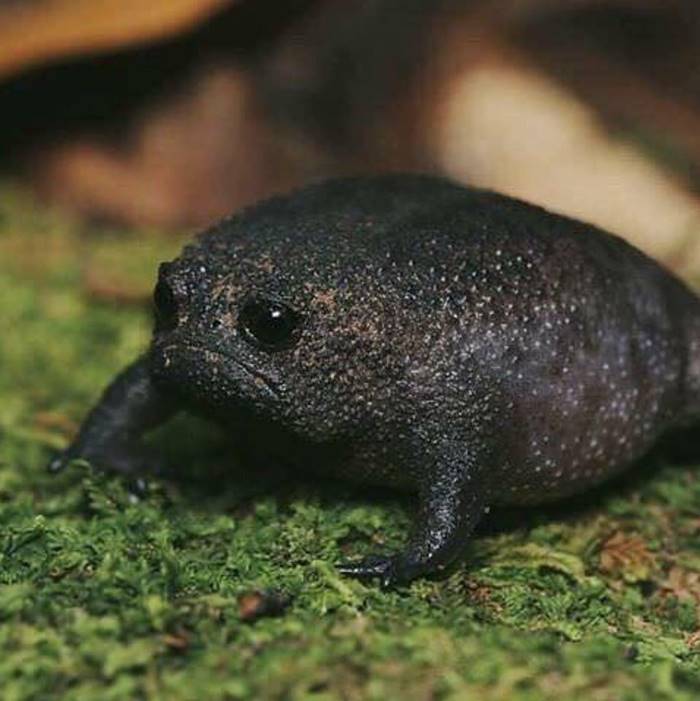 The black rain frog ... seems to have come out of a cartoon, instead it exists in Nature!