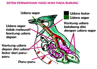 Mari kita mengenal tentang pernafasan bangsa burung  MODEL sistem  PERNAPASAN BURUNG (AVES)