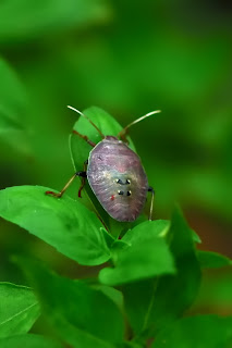 insect in Costa Rica