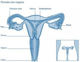 Female Sexual Organs Anatomy