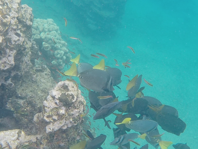 Snorkel en San Bartolomé, Galápagos