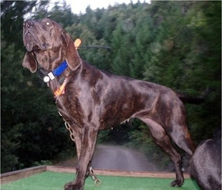 Plott Hound ~ Dog Breeds Database