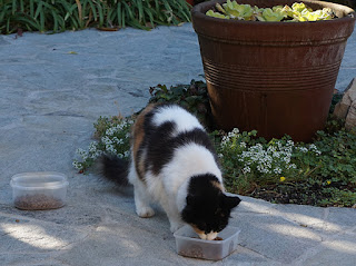  Cat eating dinner