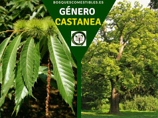 El género Castanea arboles caducifolio, entomófilos, de amplia copa