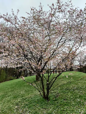 オリンピア公園（Olympiapark）の桜の木