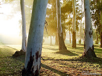 Autumn de Forest Photos