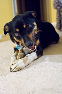 Photo of Ollie the dog chewing on a stick