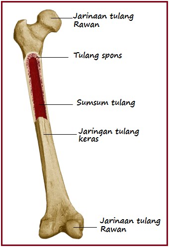 Anatomi Tulang Manusia PSYCHOLOGYMANIA
