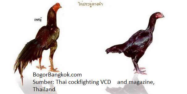 10 pasang Ayam  Jago  Bangkok Terbaik  di Thailand Ayam  