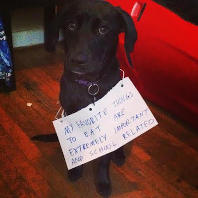 Funny Dog Shaming : Sorry i ate your homework