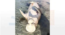 UNKNOWN SEA ANIMAL BODY FOUND AT YANBU BEACH