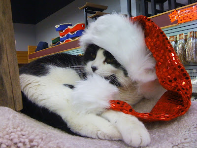 Cute Christmas Cats