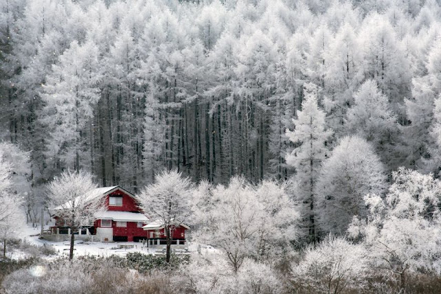 Belíssimas imagens do Inverno no Japão