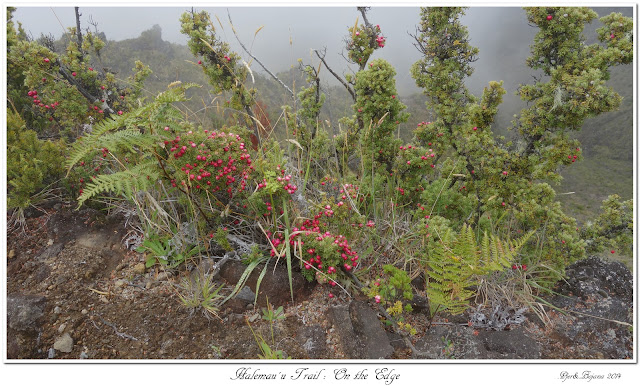 Halemau'u Trail: On the Edge