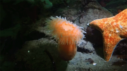 イソギンチャクも泳ぐ 天敵 ヒトデから泳いで逃げるキタフウセンイソギンチャク N ミライノシテン イソギンチャクも泳ぐ 天敵 ヒトデから泳いで逃げるキタフウセンイソギンチャク N ミライノシテン