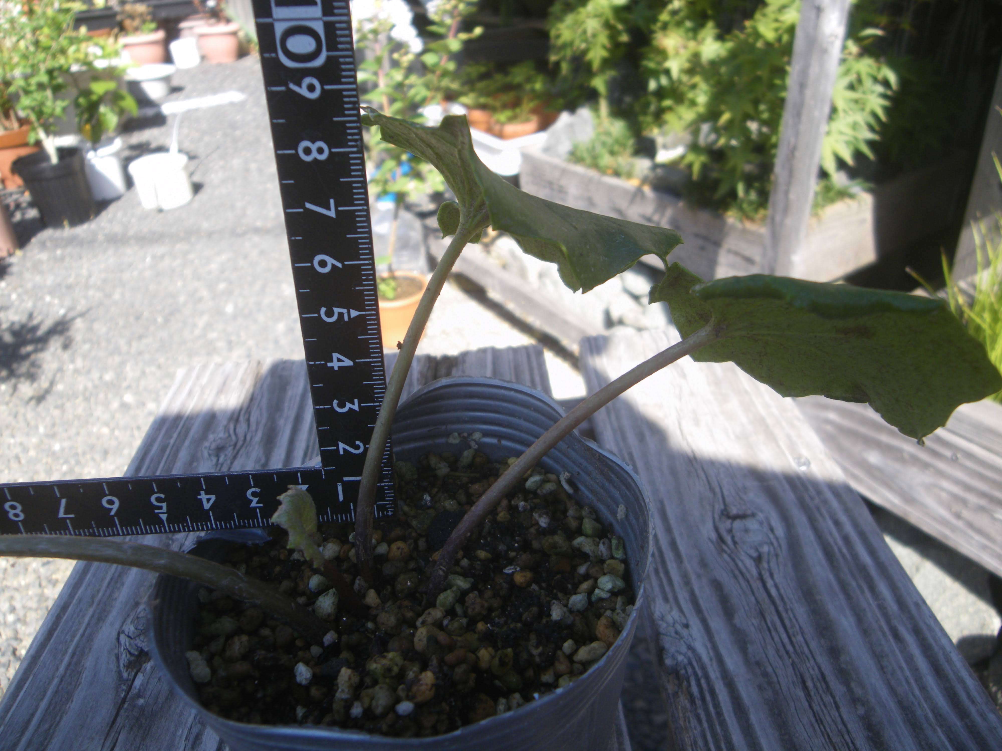 ツワブキ 石蕗 の育て方 小さな鉢植えで初冬に黄色の花を楽しむ メダカの大工