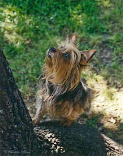 beef tenderloin, silky terrier, terrier, dinner party