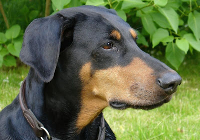 Doberman Pinscher