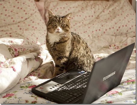 Tabby Cat2
