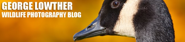 George Lowther Wildlife Photography