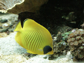 Papillon jaune masqué - Chaetodon semilarvatus - Chaetodon à demi masqué