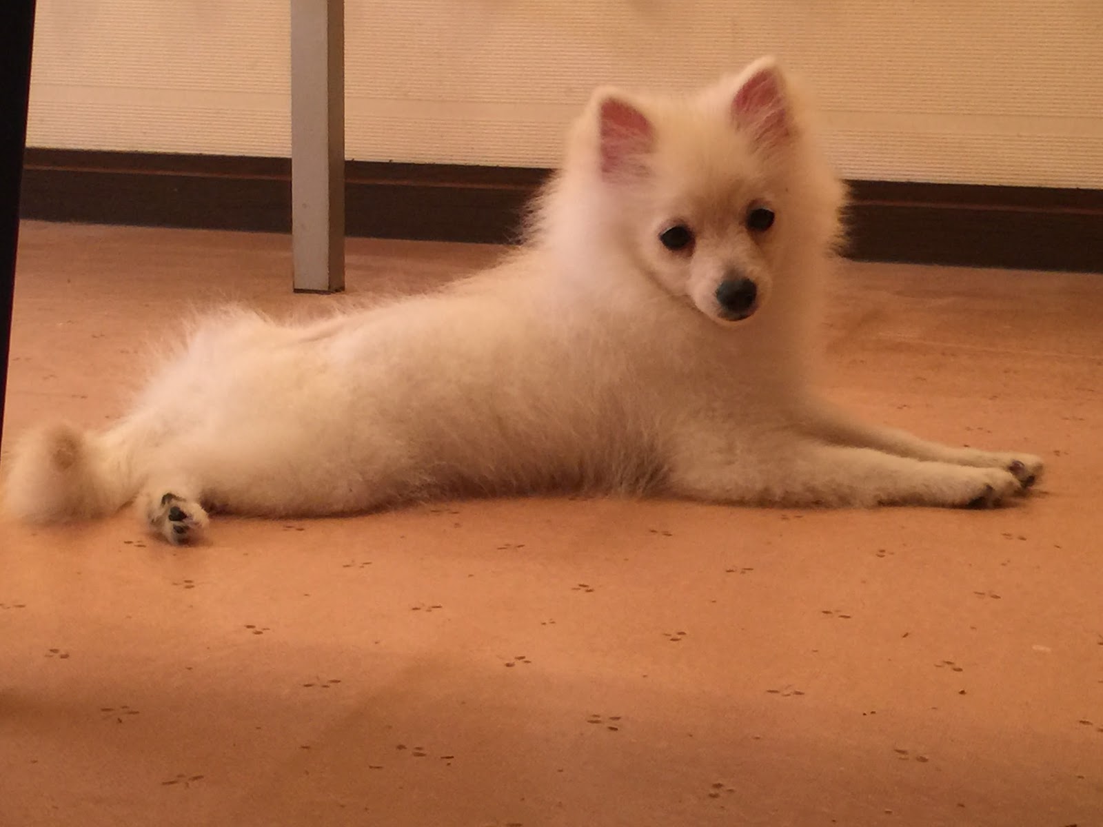 犬が書く ブログ ポメラニアン ヴィクトリアの気持ち きつね顔とたぬき顔