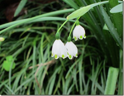 Snowdrops