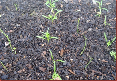 CARROT N ONION (2)