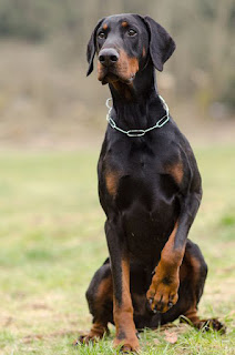 dobermann, doberman pinscher breeds, dobermannreview, dobermann review,animals, dog breed, dobermann breeds, dog, fighting dog, home dog, body guard dog.