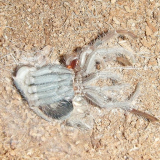 Brazilian Fire Red Tarantula Molting