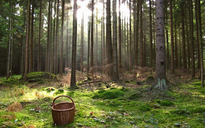 Tree in Forest Wallpaper
