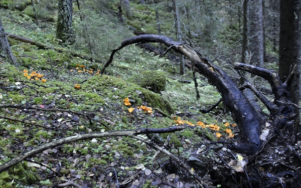 bjertnes gruve noresund