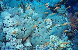 Bubble coral on a Red Sea reef
