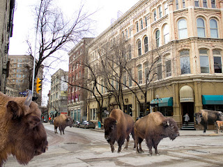 Winnipeg's first urbanite bison herd now roams free in the Exchange District