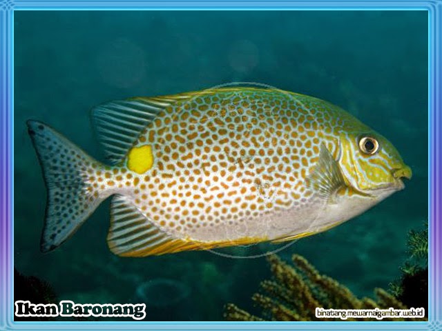 Nama Nama Ikan Laut