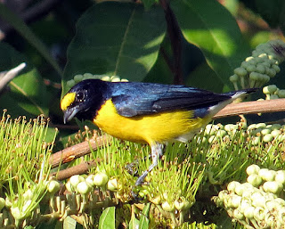 White-vented Euphonia