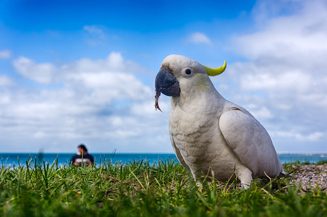 Turnamen Foto Perjalanan Ronde 23: Burung