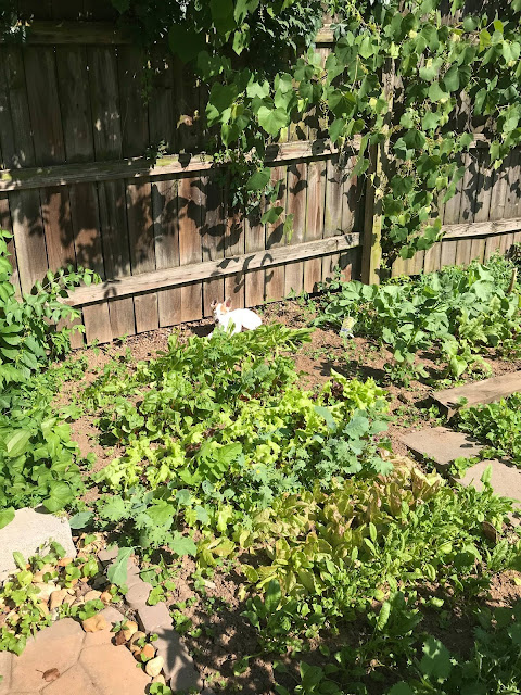 Seedings Vegetable Garden Tennessee Kale