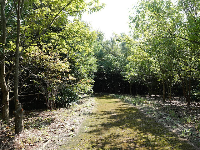 むきばんだ史跡公園の木の実の森