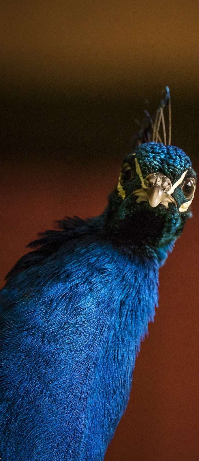 Portrait face of a peacock.