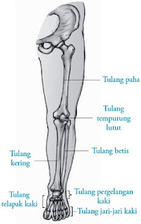 Tulang anggota gerak bawah kanan