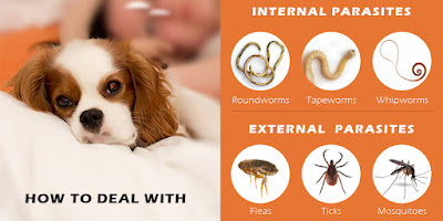 Internal and External Parasites – How to Deal with Them