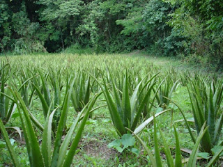 Manfaat lidah buaya untuk radang tenggorokan