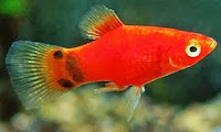 Cara ternak ikan platy