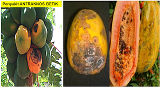 maqis puteriharbour Penyakit Betik  Papaya Ringspot 