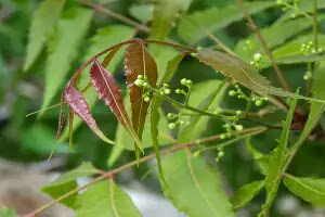 Neem Tree Benefits in hindi