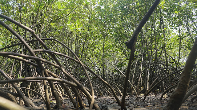 Berburu Foto di Hutan Mangrove Bulaksetra, Pangandaran: Coba Jika Tempat ini Dikembangkan Tentu Semakin....
