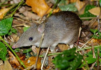 Bandicoot Hidung Panjang, Hewan Berkantung yang Mirip Tikus