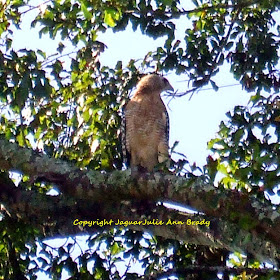 red-shouldered hawk in water oak tree